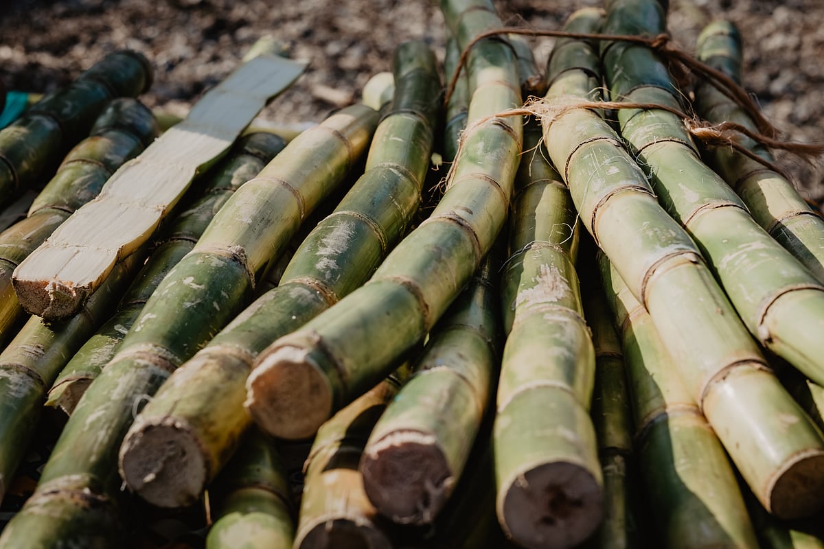 Plan To Blend 20% Ethanol in Petrol Requires More Sugarcane, Says Crisil Ratings