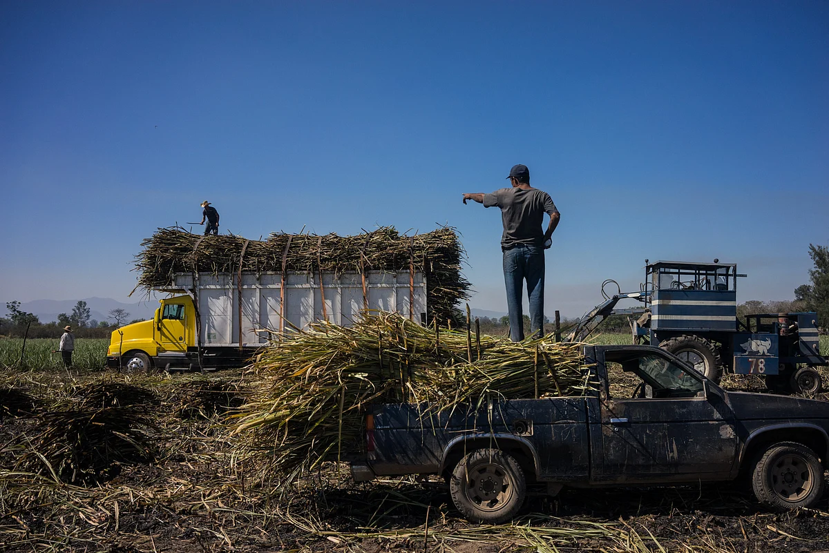 Prolonged droughts in major cane-producers have helped push US sugar futures higher.Photographer: Cesar Rodriguez/Bloomberg