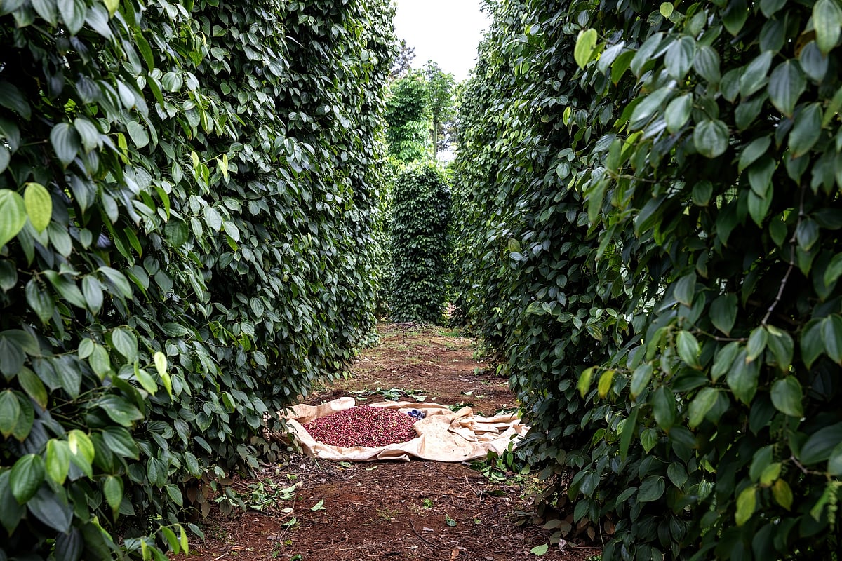 Coffee farm in Buon Ma Thuot, Dak Lak, Vietnam, in November.Photographer: Maika Elan/Bloomberg