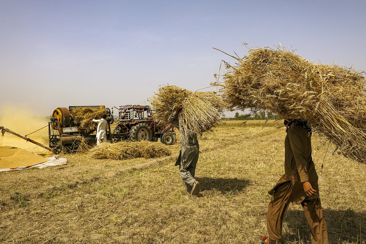 Harvesting wheat in Chiniot, Punjab, in April 2023.Photographer: Asad Zaidi/Bloomberg