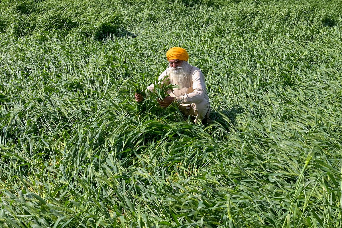 Erratic Weather Lowers India’s Chance To Reap Record Wheat Crop