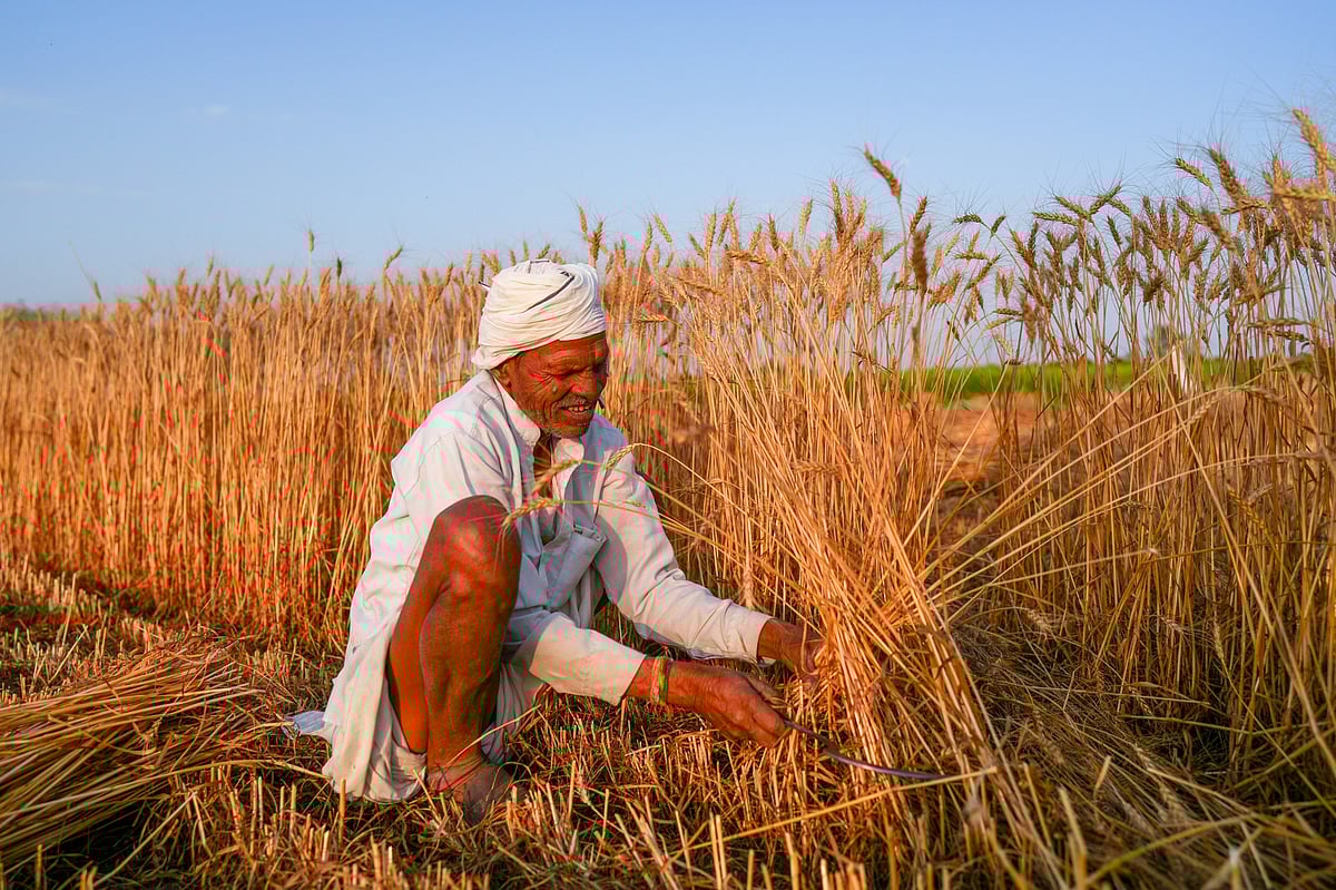 India Predicts Hotter Weather In Risk To Crops And Exports