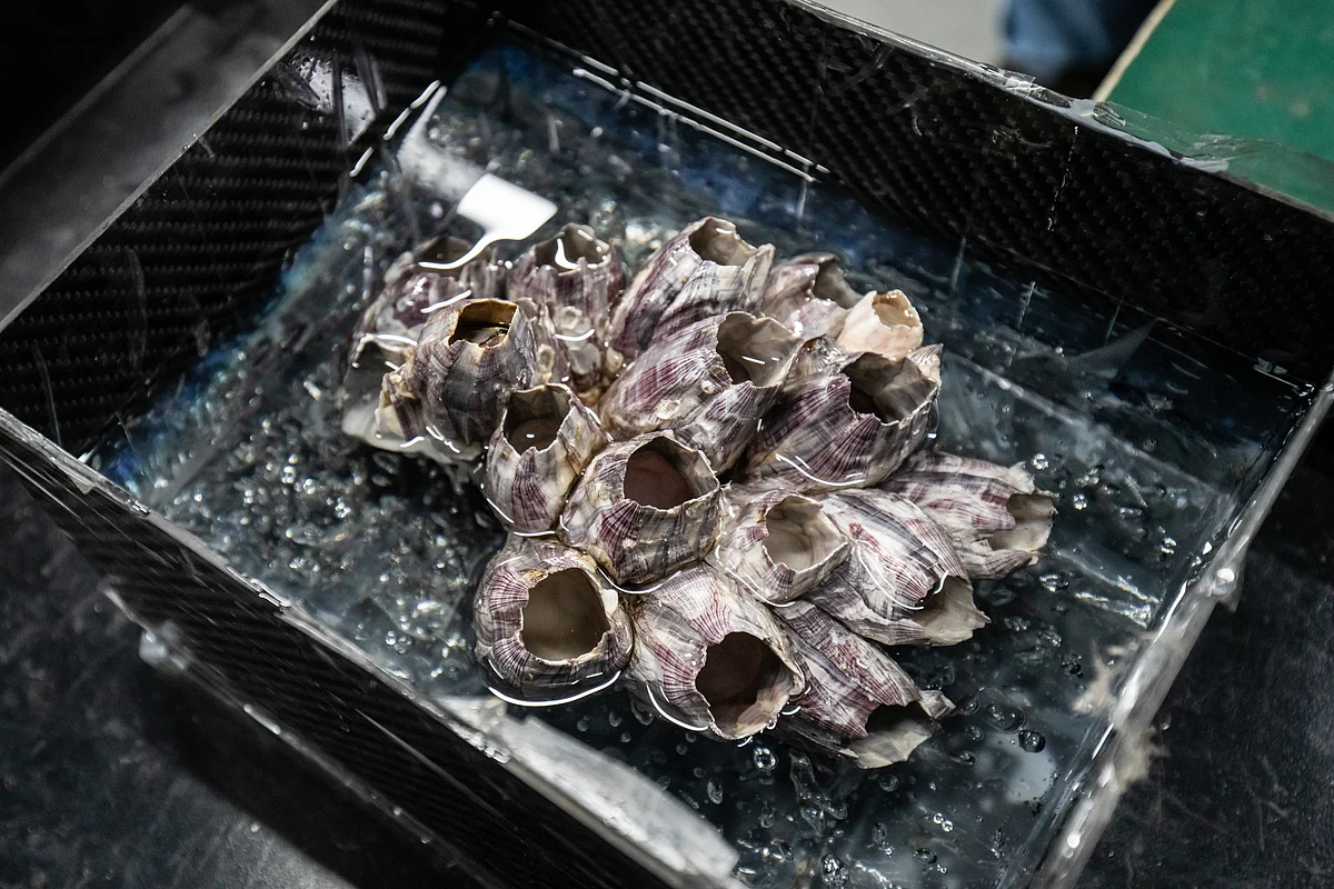 <div class="paragraphs"><p>A piece of barnacle from a recent cleaning job. (Photographer: Qilai Shen/Bloomberg)</p></div>