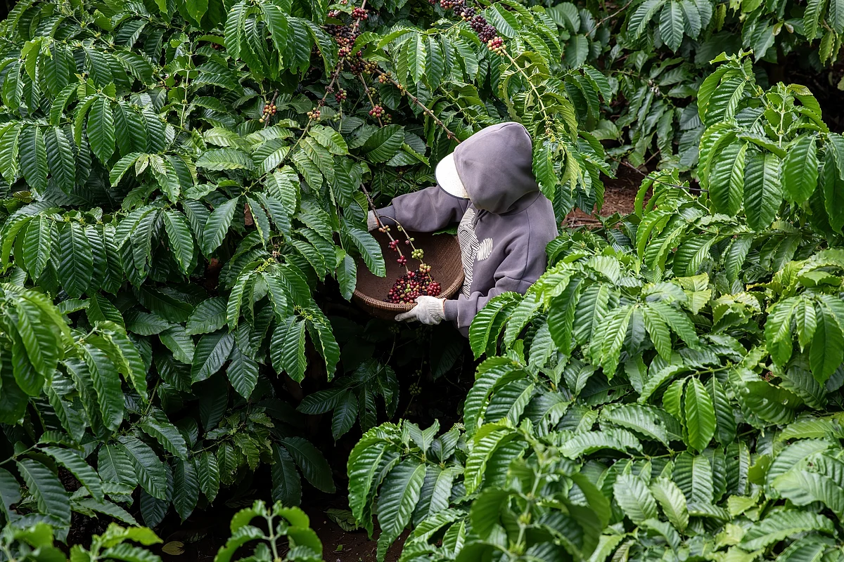 A worker harvests coffee cherries at a farm in Buon Ma Thuot, Vietnam.Photographer: Maika Elan/Bloomberg
