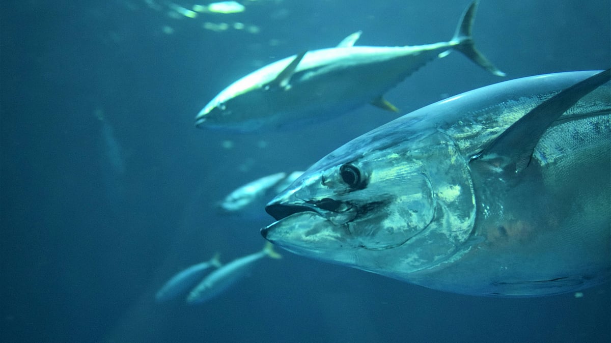 World Tuna Day 2024: Date, History, Significance And All You Need To Know