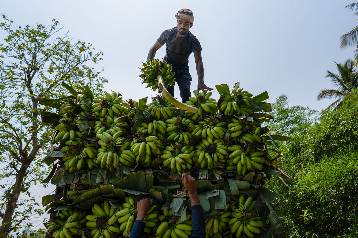 Bananas are covered with leaves to keep cool on the journey from a farm to the wholesale market.Photographer: Anindito Mukherjee/Bloomberg