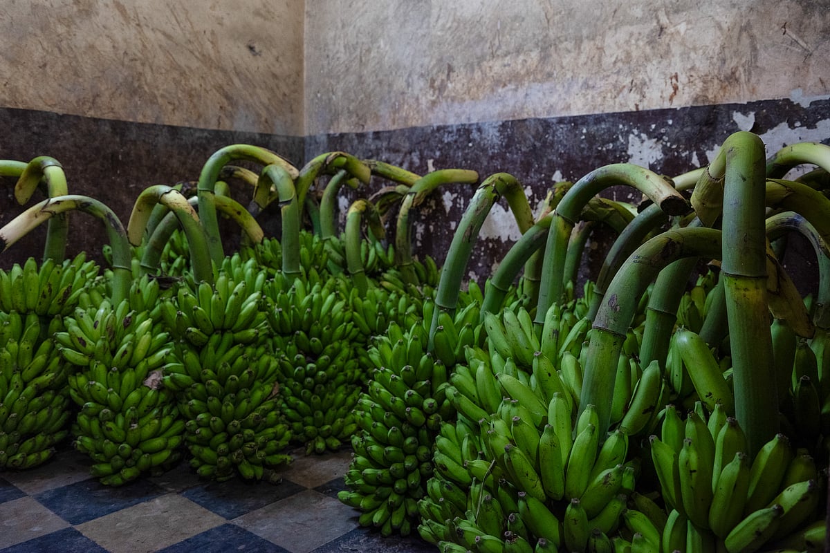 Banana storage at a vendor's facility at a market in Vizianagaram, on May 10. Photographer: Anindito Mukherjee/Bloomberg