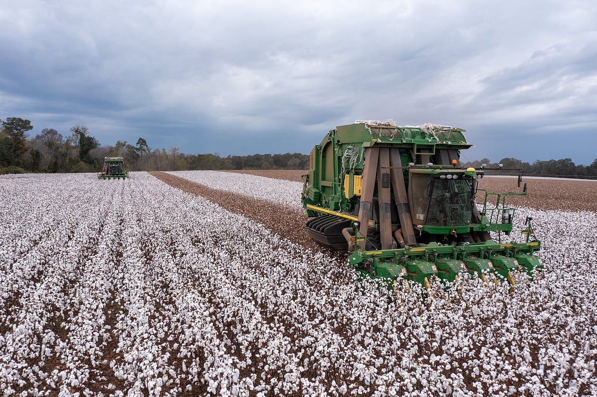 A cotton harvest at a farm in Bronwood, Georgia.Photographer: Dustin Chambers/Bloomberg