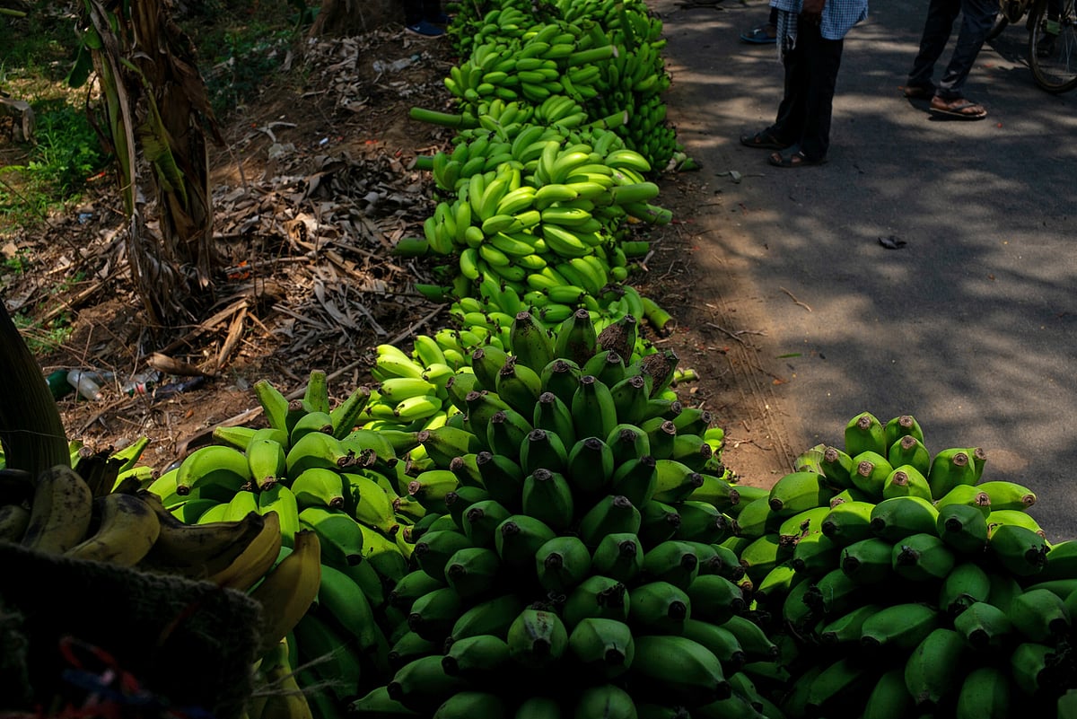 India is the world’s largest producer of bananas, which are highly perishable.Photographer : Anindito Mukherjee/Bloomberg