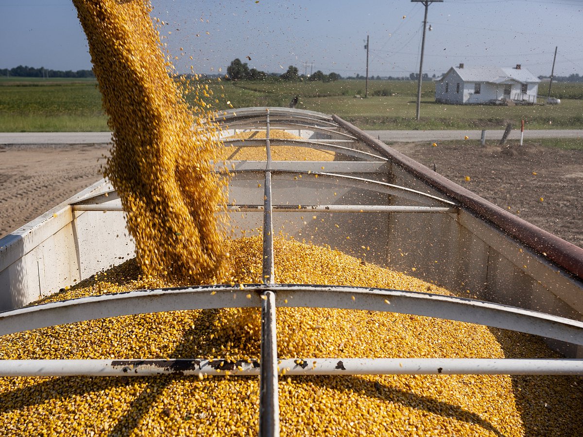 Corn is transferred into a grain cart during a harvest in Crawfordsville, Arkansas.