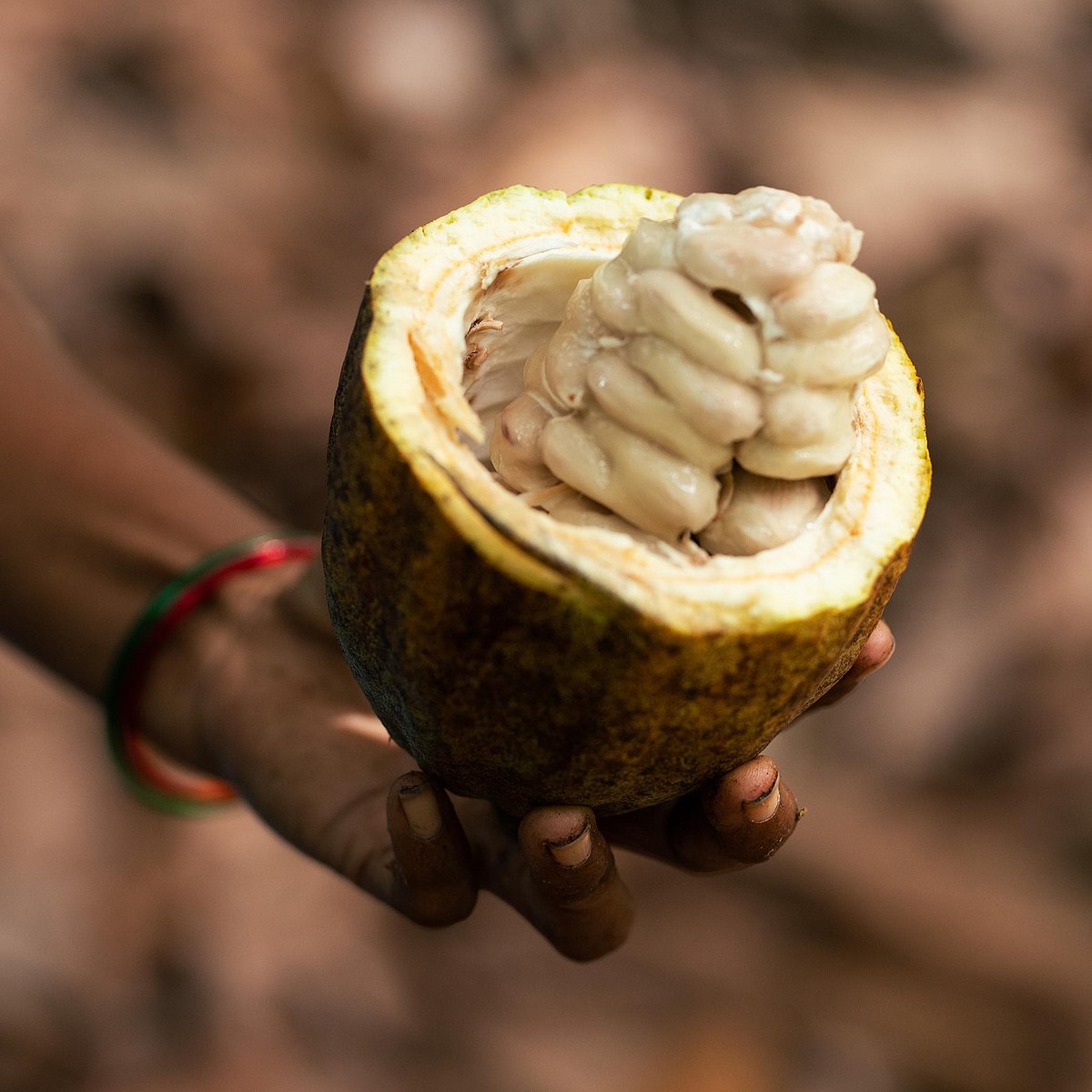 <div class="paragraphs"><p>The cacao fruit.&nbsp; (Source: Manam Chocolates)</p></div>