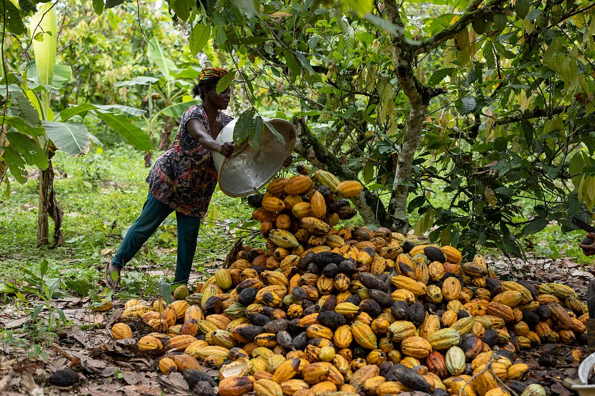 Cocoa pods showing signs of black pod disease during the last harvest on a farm in Kwabeng, Ghana in October.Photographer: Paul Ninson/Bloomberg