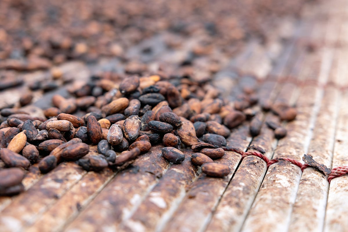 Cocoa beans drying on a farm in Kwabeng, Ghana. Improvements across the West African cocoa belt could help relieve a massive supply shortage.Photographer: Paul Ninson/Bloomberg