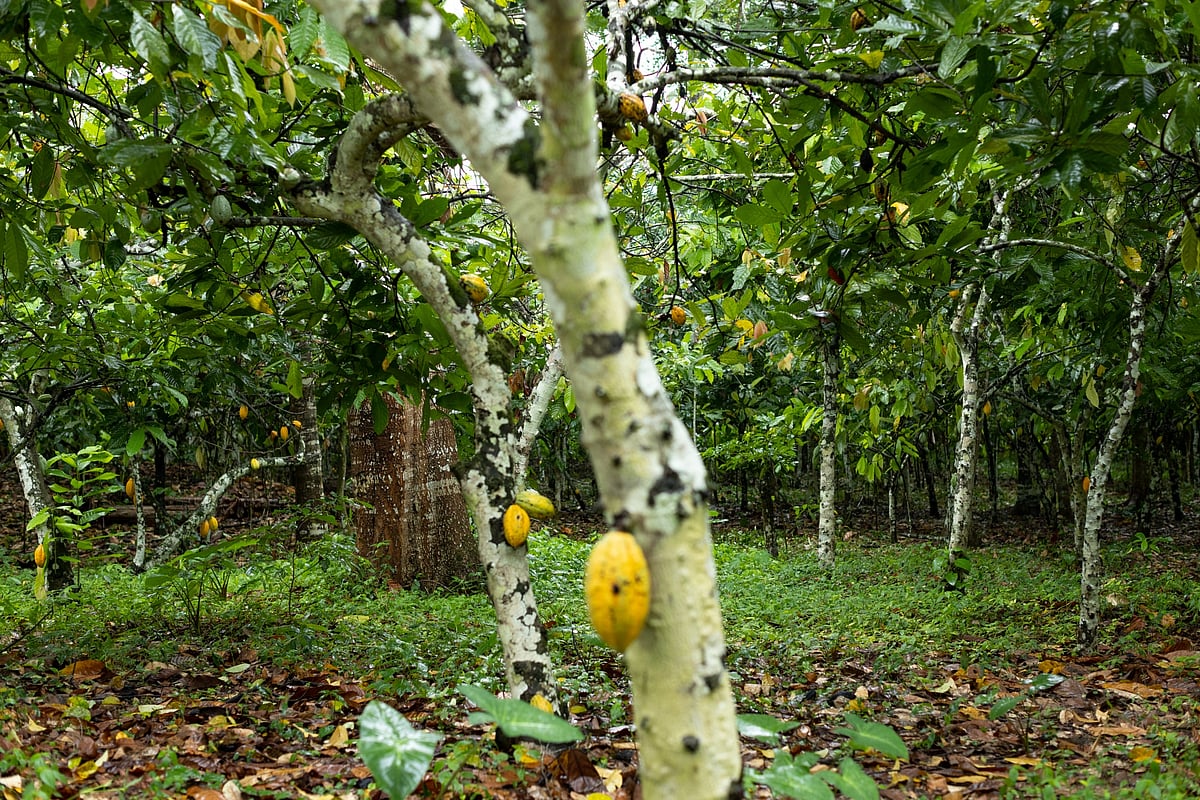 Africa’s farmers still fear disease blighting their crop despite the improved outlook.Photographer: Paul Ninson/Bloomberg