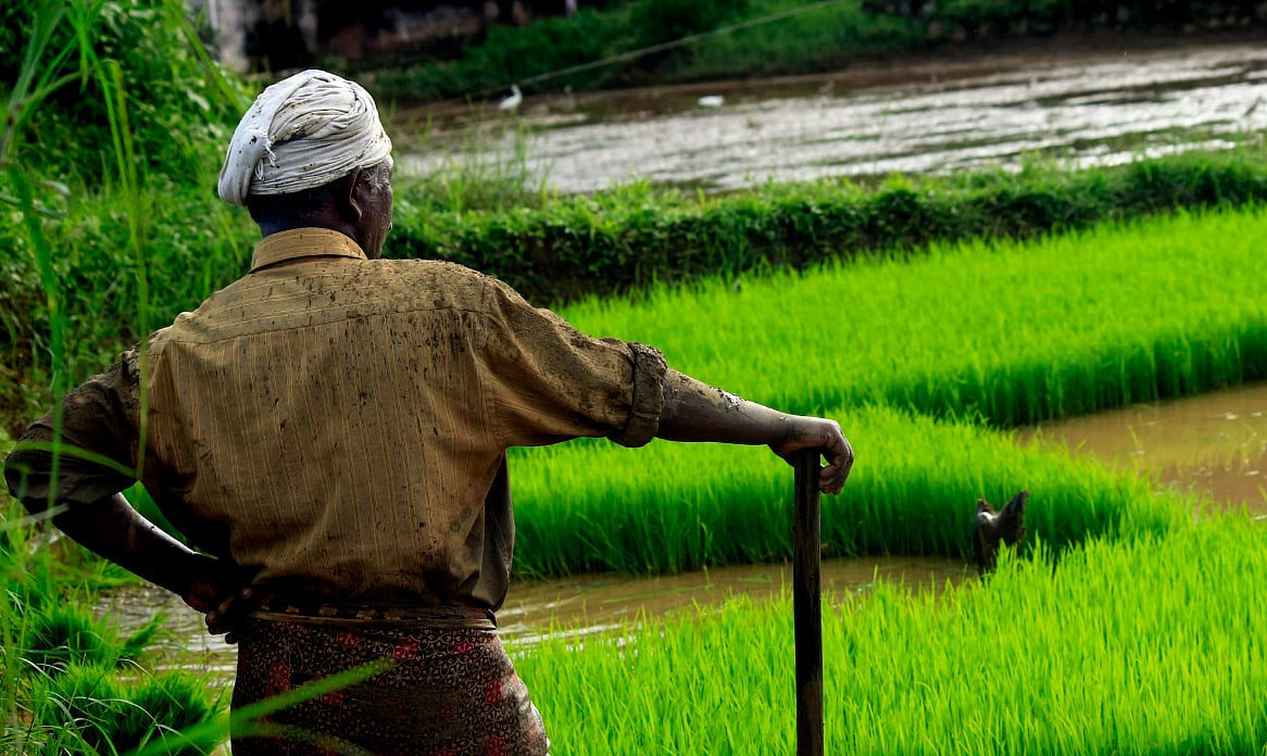 <div class="paragraphs"><p>The Kisan Credit Card scheme was launched in 1998 to make credit more accessible to farmers. (Photo source: Representative/Unsplash)</p></div>