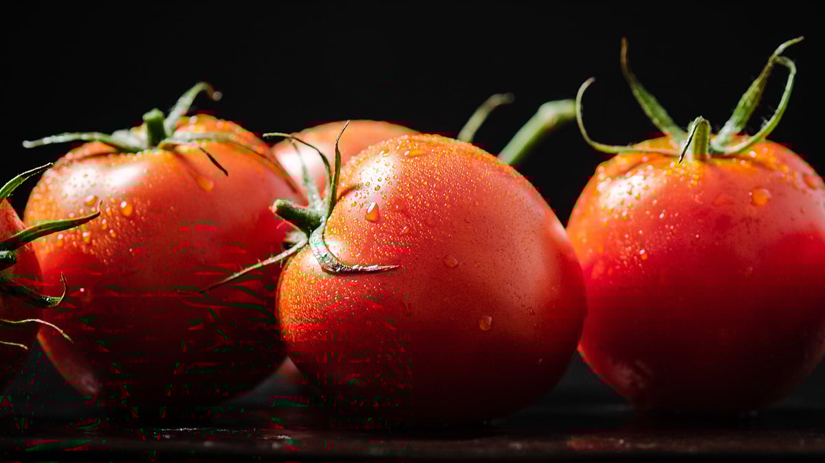 <div class="paragraphs"><p>While fresh US tomatoes are abundant and delicious in the summer, most states simply can’t produce the&nbsp;fussy&nbsp;fruit on a year-round basis. (Photo Source: Envato)</p></div>