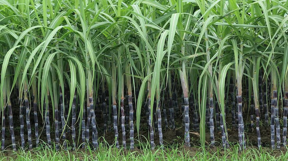 Cabinet Raises Sugarcane Fair Price By 4.41% For 2025–26