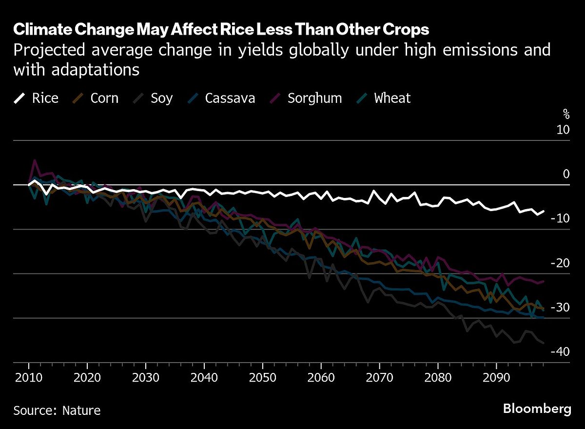 Why Rice Is Poised To Survive Better In A Warming World