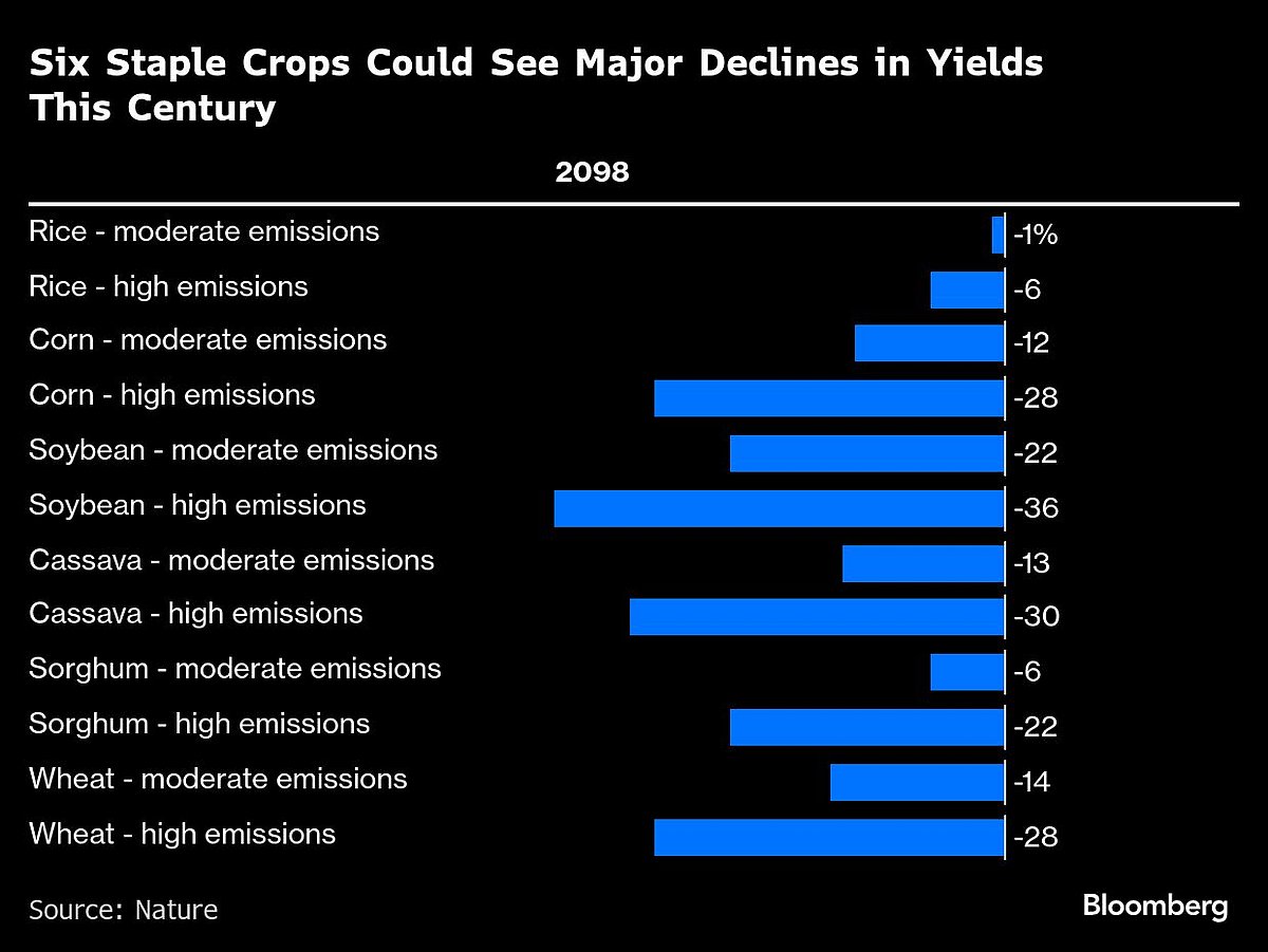 Why Rice Is Poised To Survive Better In A Warming World