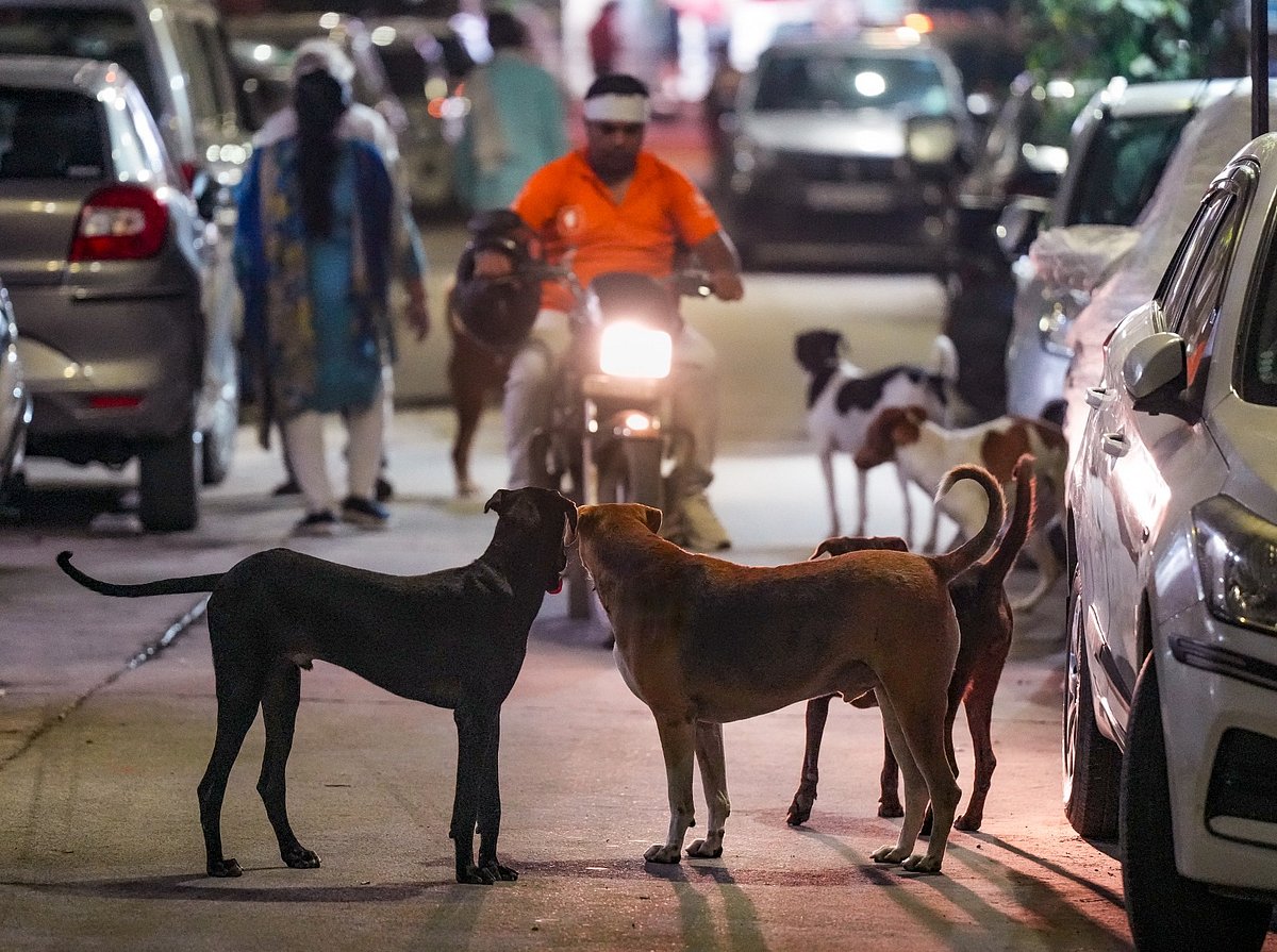 PETA India Opposes SC Order On Delhi Stray Dogs, Calls For ‘An Effective Sterilisation Programme’