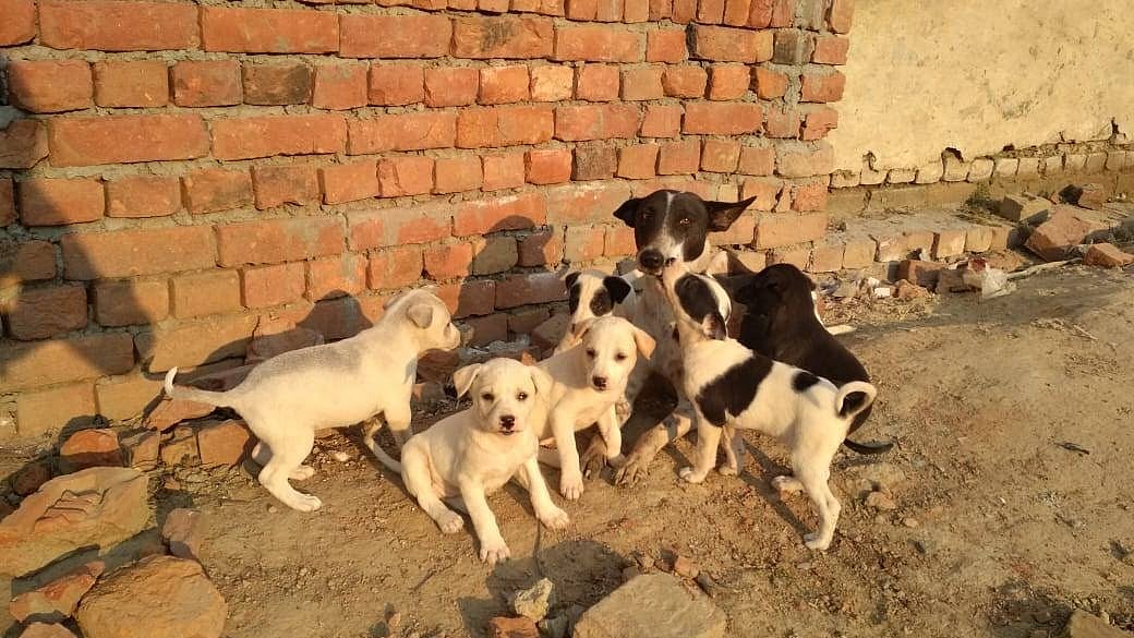 <div class="paragraphs"><p>The bench said the Animal Welfare Board of India be made a party in the matter. (Image Source: NDTV Profit)&nbsp;</p></div>