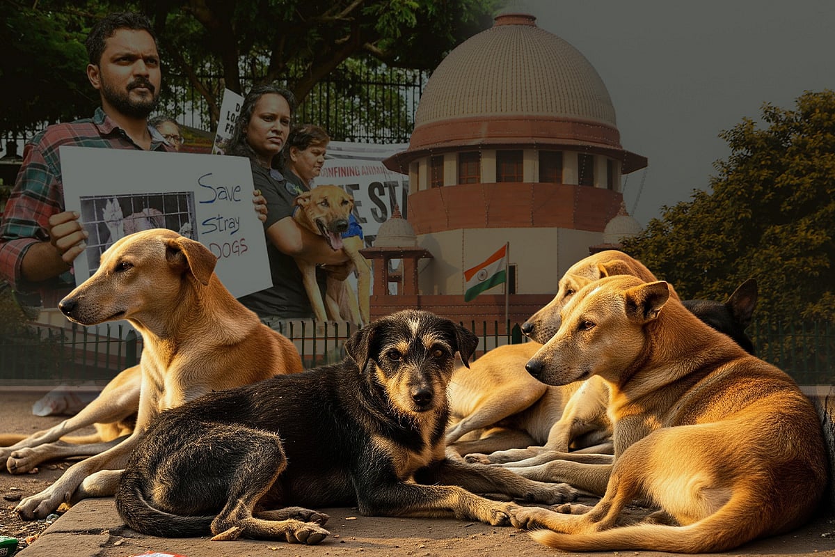 Relief For Man's Best Friend: SC Orders Stray Dogs To Be Set Free In Delhi