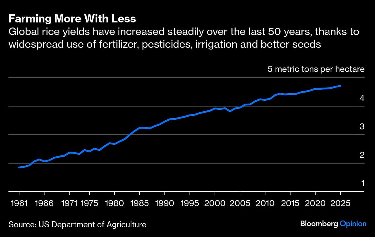 Rice Can Feed The World — Even With Fewer Farmers
