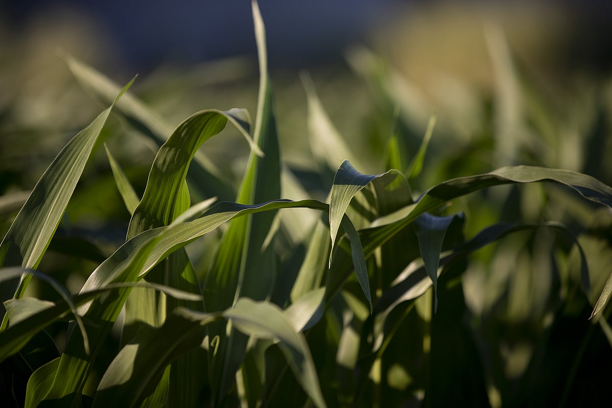 Biotech’s Latest Unicorn Uses AI To Mine Nature’s Medicine Chest Biotech’s Latest Unicorn Uses AI To Mine Nature’s Medicine Chest