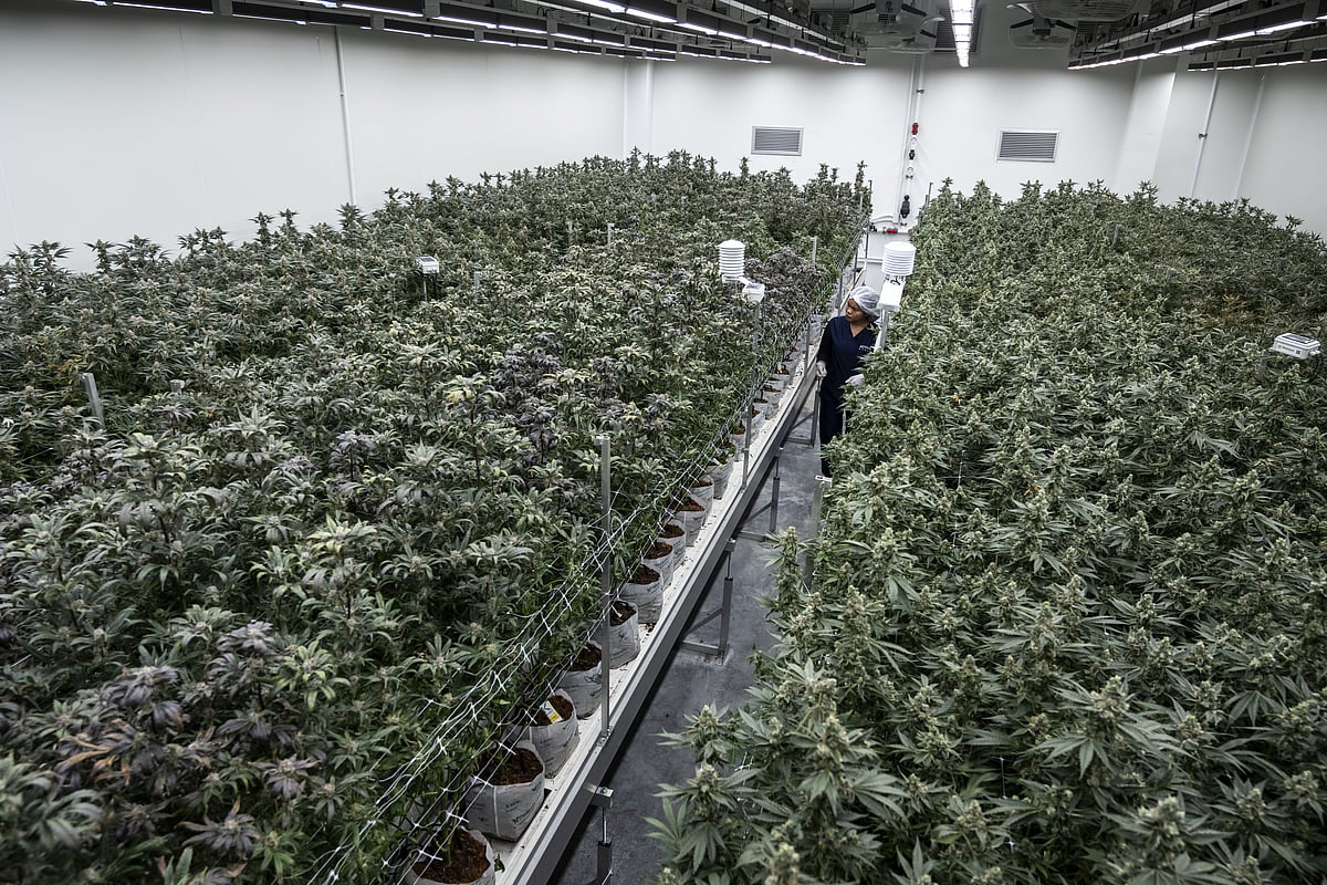 <div class="paragraphs"><p>A cannabis cultivation facility in Samut Prakan, Thailand. Photographer: Sirachai Arunrugstichai/Bloomberg</p></div>