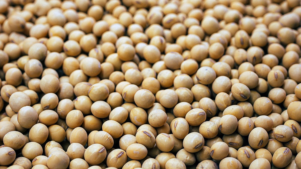 India's Soybean Meal Exports Fall By 11% Due To High Prices