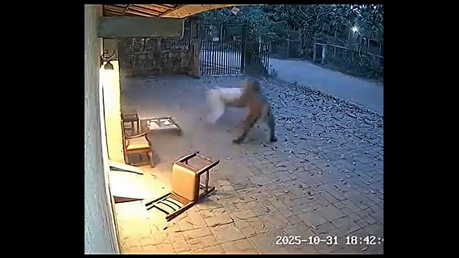 <div class="paragraphs"><p>The video shows a man sitting on a plastic chair near a table when a tiger suddenly charges at him, appears to knock him down and drags him away. (Screengrab from the video posted by PIB)</p></div>