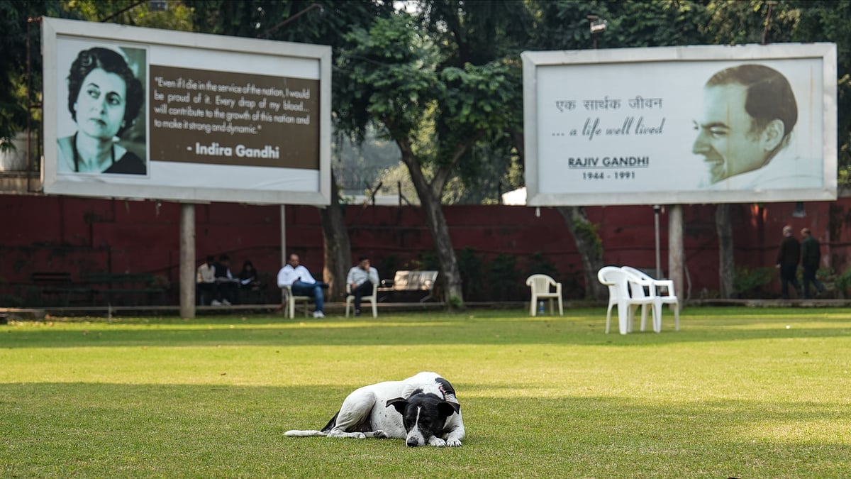 <div class="paragraphs"><p>New Delhi: A dog rests at Congress office on the day of the results of Bihar Legislative Assembly elections, in New Delhi, Friday, Nov. 14, 2025. (PTI Photo/Salman Ali)</p></div>