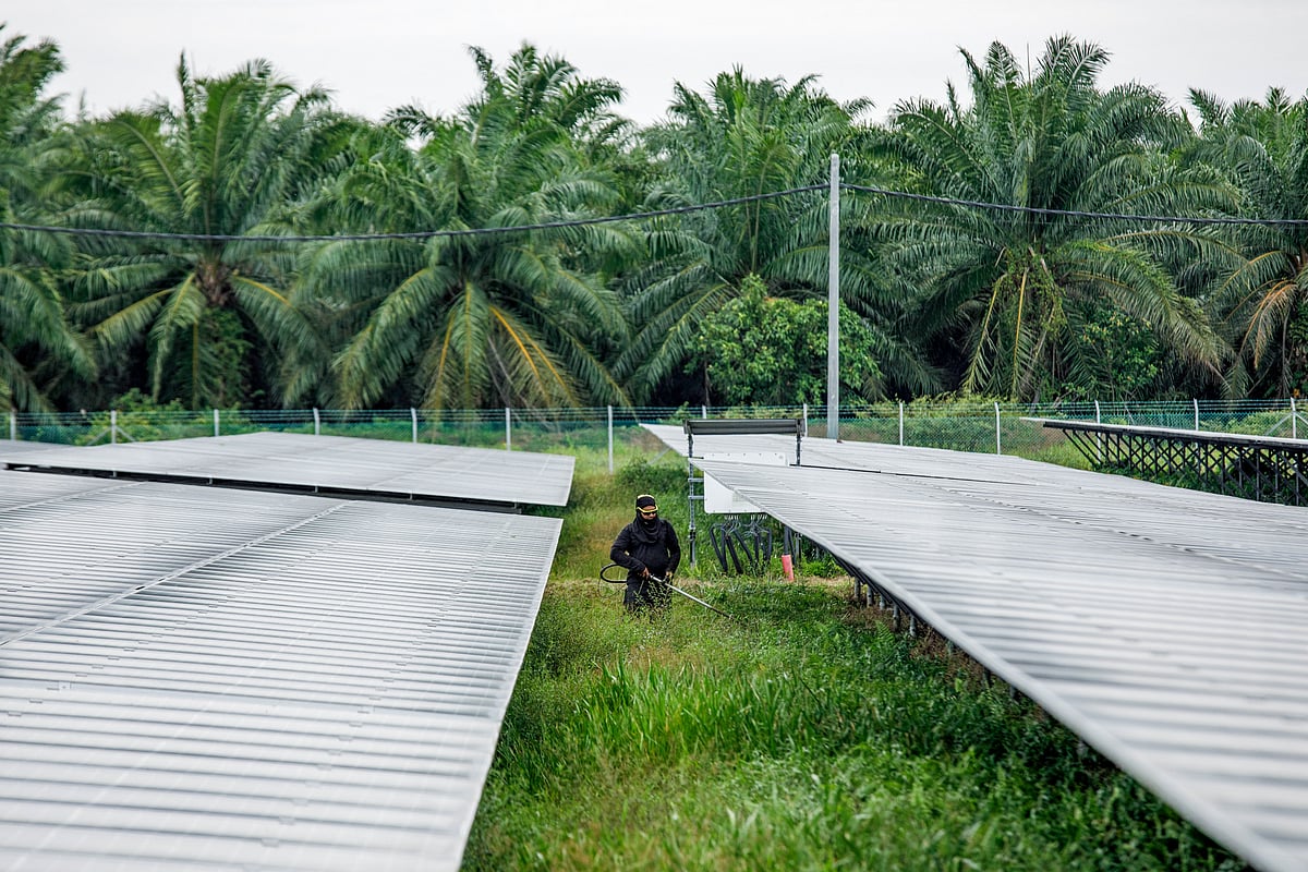 <div class="paragraphs"><p>Palm oil companies are earmarking some of the vast tracts of land they own for industrial parks studded with data centres and solar panels. (Photo: Bloomberg)</p></div>