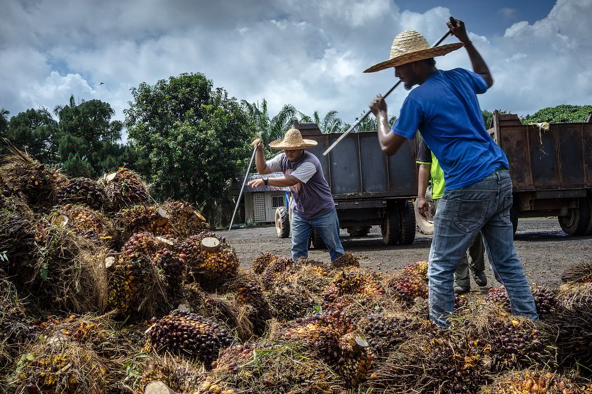 <div class="paragraphs"><p>Palm oil shipments from No. 2 producer Malaysia dropped 20% during the first 20 days of November compared to the same period a month before, according to Intertek Testing Services. (Photo credit: Bloomberg)</p></div>