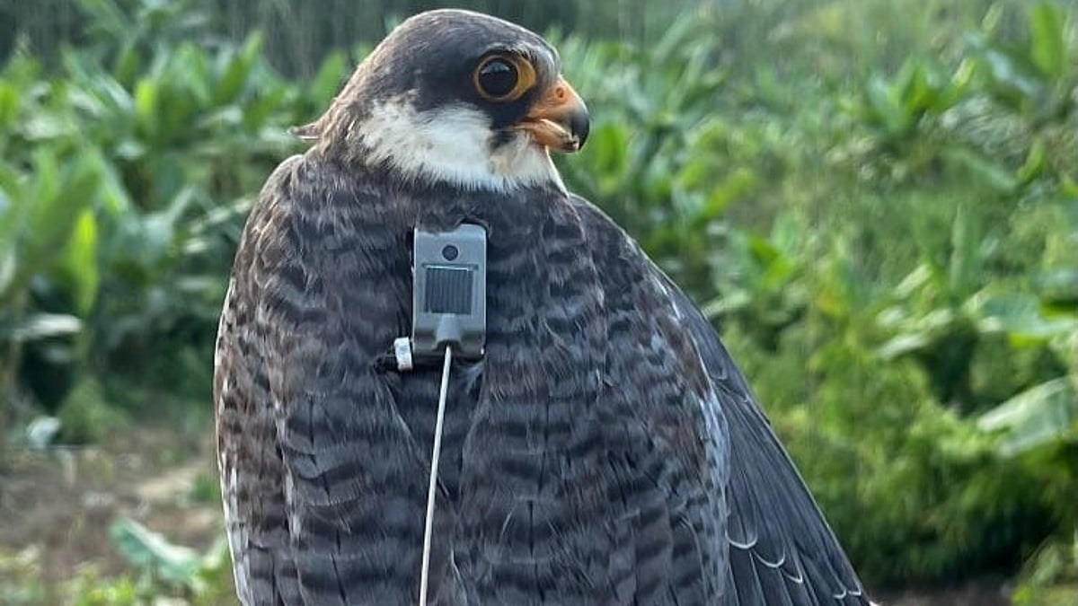 Tagged Amur Falcons Fly 5,000 Km From Manipur To Africa, Leaving Scientists Amazed