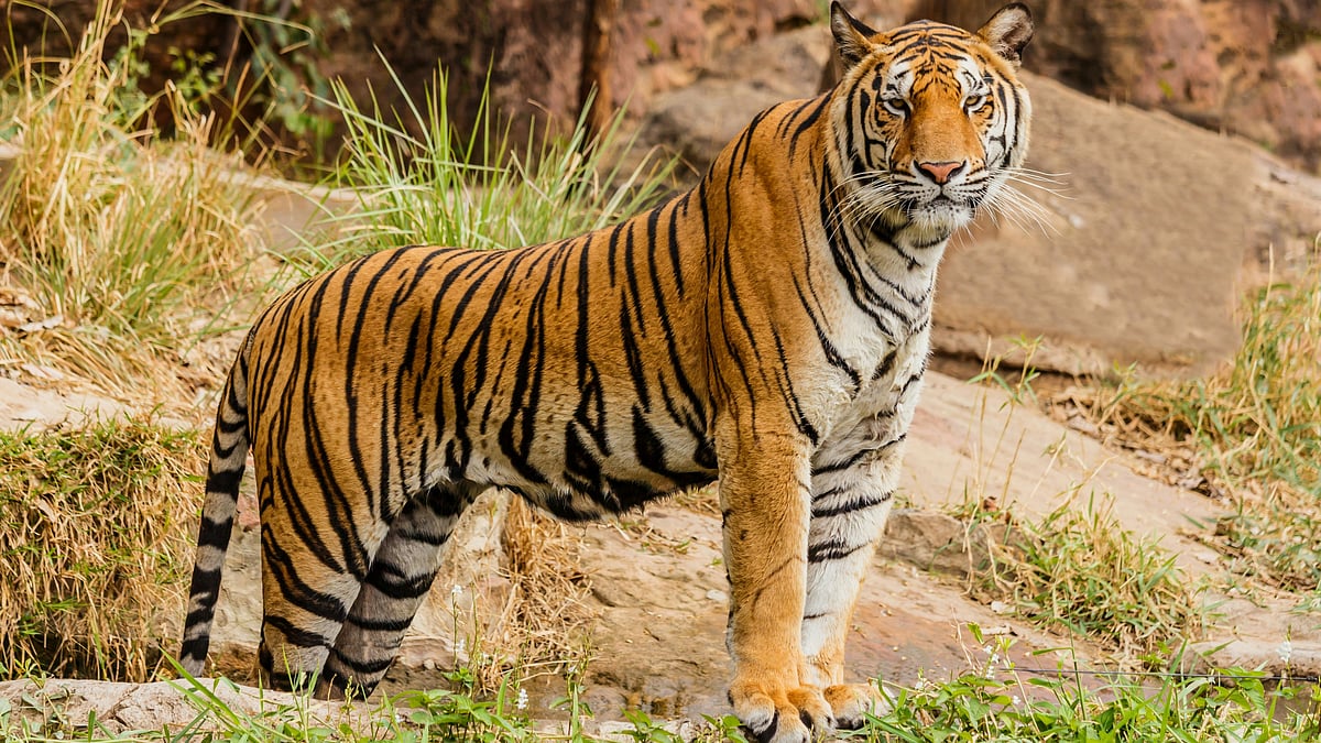<div class="paragraphs"><p>Tiger returns to Gujarat. (Image: Unsplash)&nbsp;</p></div>