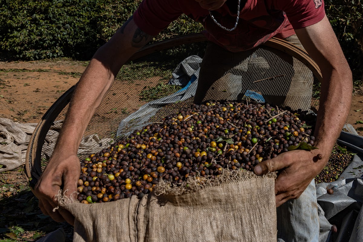 <div class="paragraphs"><p>A worker packs coffee cherries during a harvest in Jacutinga, Minas Gerais state, Brazil. (Photo: Bloomberg)</p></div>