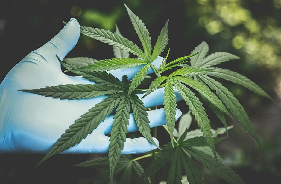 <div class="paragraphs"><p> Marijuana was seized at Delhi's IGI Airport. (Image: Pexels)</p></div>