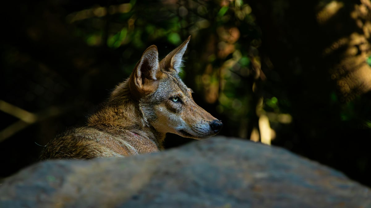 <div class="paragraphs"><p>The wolf command centre of the forest department has been set up in Bhirgupurwa village. (Photo by Saiteja Varma on Unsplash)</p></div>