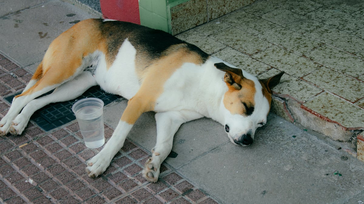 <div class="paragraphs"><p>The accused was identified as Jitendra alias Ballam, of Kirthal village. (Photo by Nicolás Flor on Unsplash)</p></div>