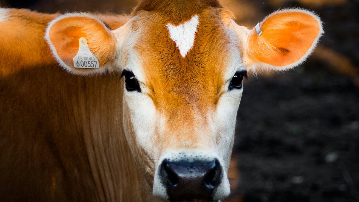 <div class="paragraphs"><p>Two of the accused managed to flee while Sahun Khan was caught and allegedly beaten by the villagers. (Photo by Luke Stackpoole on Unsplash)<br></p></div>