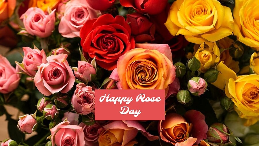 Happy Rose Day 2024: Wishes, Greetings, Messages, Quotes, Images, Facebook  And WhatsApp Status, image size:1200x675