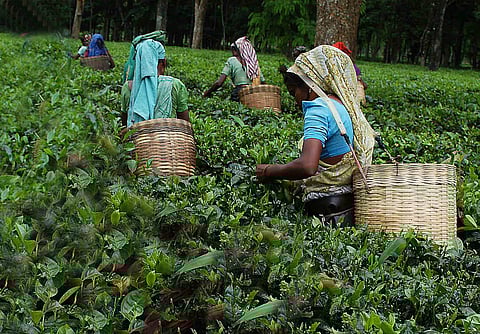 साहा बागानफोरा जोबलांनायनि लामायाव