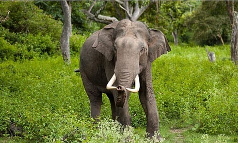 हाग्रानि मैदेरा सासे सुबुंखौ जखम खालामदों