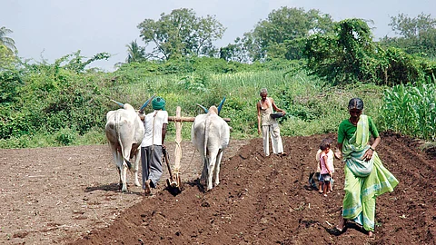  The farm sector, which employs nearly half the population, has coped well with the Covid-19 crisis. Photo Credit: Sanjay Borade 