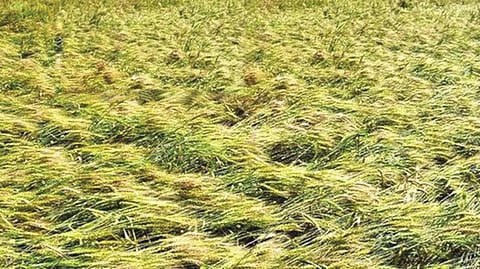  Flattened crops tell a frightening tale 