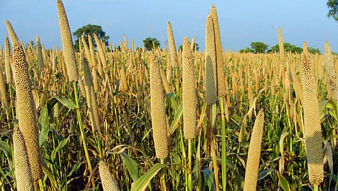  Year of the Millet: developing millets and other grains with solutions from science 