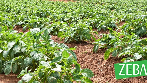  Zeba can absorb 400 times its own weight in water and release it as per the crop’s need 