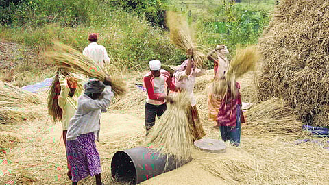  The farm sops are not upto the farmers’ expectations; Photo: Palashranjan Bhaumick 