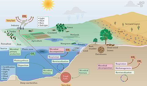  Microbial communities can respond to warming in the short term by acclimation